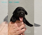 Small Photo #54 Labrador Retriever Puppy For Sale in POCAHONTAS, IL, USA