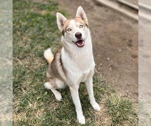 Siberian Husky Dogs for adoption in Modesto, CA, USA