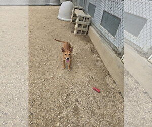 Mutt Dogs for adoption in Maquoketa, IA, USA