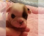 Small Photo #12 French Bulldog Puppy For Sale in CAPE CORAL, FL, USA