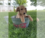 Small Photo #5 Goldendoodle (Miniature) Puppy For Sale in MIDDLEBURY, IN, USA