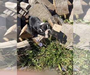 Boston Terrier Puppy for sale in MONTPELIER, OH, USA