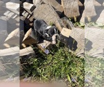 Small Photo #1 Boston Terrier Puppy For Sale in MONTPELIER, OH, USA