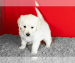 Small #2 English Cream Golden Retriever
