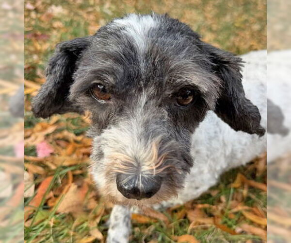 Medium Photo #7 Mutt Puppy For Sale in Arlington, VA, USA