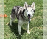 Small #1 Siberian Husky