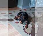 Small Rottweiler