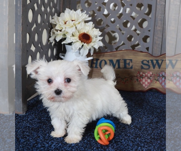 Medium Photo #1 Maltese Puppy For Sale in MOUNT VERNON, OH, USA