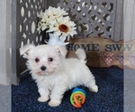 Small Maltese