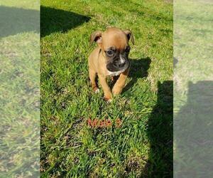 Boxer Puppy for sale in PELZER, SC, USA