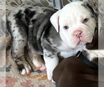 Small Olde English Bulldogge