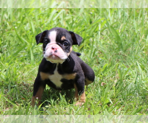 Medium Photo #11 Bulldog Puppy For Sale in WINNSBORO, TX, USA