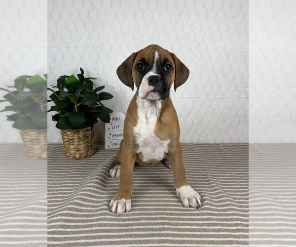 Medium Photo #2 Boxer Puppy For Sale in GREENFIELD, IN, USA
