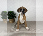Small #1 Boxer