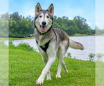 Small #2 Siberian Husky