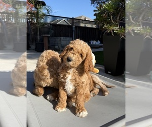 Goldendoodle Puppy for sale in OAKLAND, CA, USA