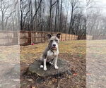 Small #7 American Pit Bull Terrier Mix