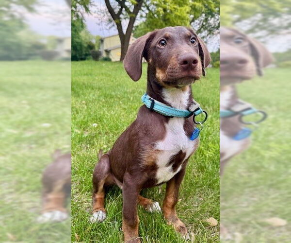 Medium Photo #3 Mutt Puppy For Sale in Genesee, WI, USA