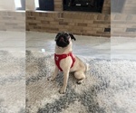 Small Photo #3 Pug Puppy For Sale in LEESBURG, FL, USA