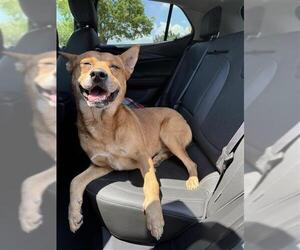 Mutt Dogs for adoption in San Antonio, TX, USA