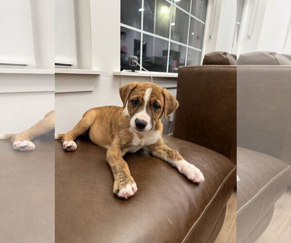 Medium Photo #1 Boxador Puppy For Sale in MIDWAY, UT, USA