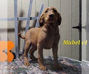 Labradoodle-Poodle (Standard) Mix Puppy for sale in CANAJOHARIE, NY, USA