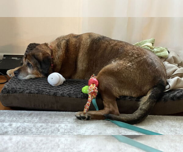 Medium Photo #19 Mutt Puppy For Sale in Mount Laurel, NJ, USA