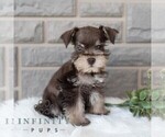 Small #4 Schnauzer (Miniature)