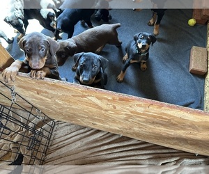 Doberman Pinscher Puppy for Sale in PEYTON, Colorado USA