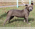 Small #1 American Pit Bull Terrier Mix