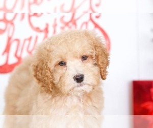 Goldendoodle (Miniature) Puppy for sale in BEL AIR, MD, USA