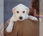 Small #4 Mutt