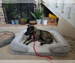 Small #9 Dutch Shepherd  Mix