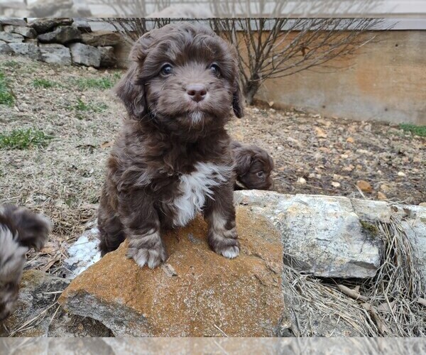 Medium Photo #1 Aussiedoodle Miniature  Puppy For Sale in WEST PLAINS, MO, USA