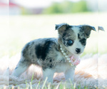 Small Photo #58 Chihuahua Puppy For Sale in WARSAW, IN, USA