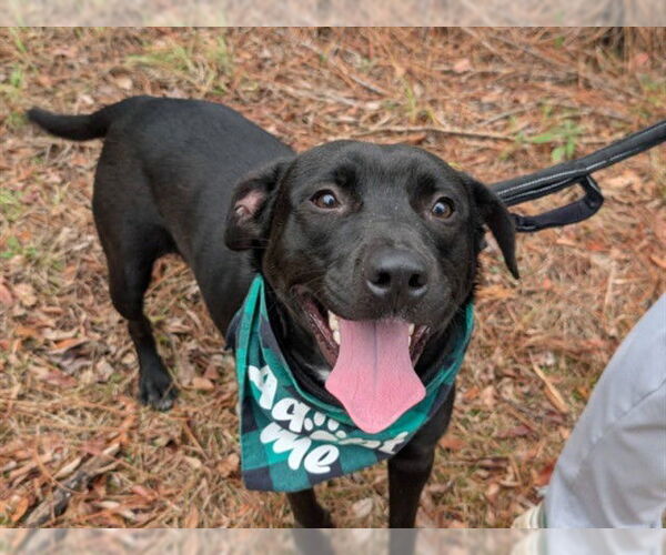 Medium Photo #2 Labrador Retriever-Unknown Mix Puppy For Sale in Ocala, FL, USA