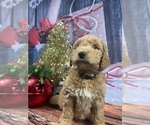 Small Photo #10 Aussiedoodle Puppy For Sale in COMMERCE, MI, USA