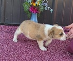Small Photo #5 Augi Puppy For Sale in MEADOWS OF DAN, VA, USA