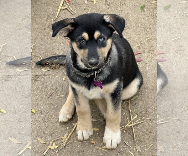 Medium Photo #4 Gerberian Shepsky Puppy For Sale in Corona, CA, USA