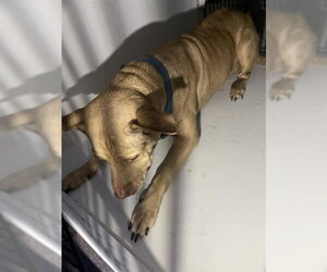 Labrador Retriever-Unknown Mix Dogs for adoption in Houston, TX, USA