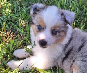 Miniature Australian Shepherd Puppy for sale in FAIRVIEW, SD, USA