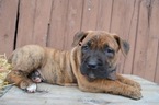 Small Photo #5 Boerboel Puppy For Sale in HONEY BROOK, PA, USA