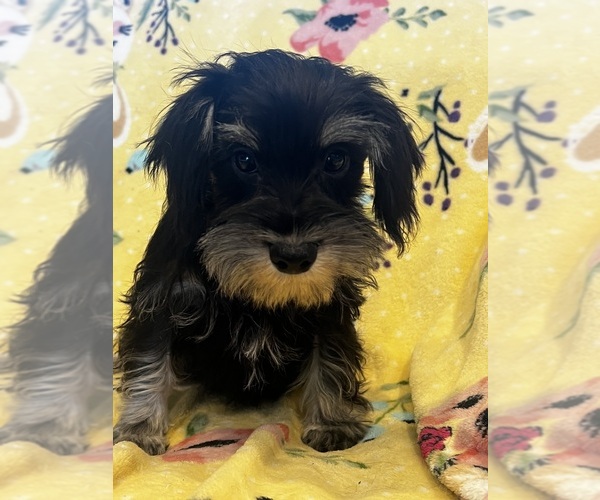 Medium Photo #1 Schnauzer (Miniature) Puppy For Sale in SARASOTA, FL, USA