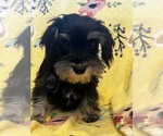 Image preview for Ad Listing. Nickname: Sassy