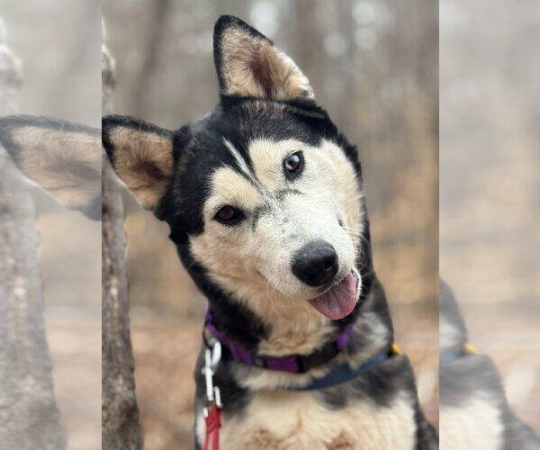 Medium Photo #5 Siberian Husky Puppy For Sale in Randleman , NM, USA