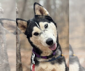 Niki - Female Siberian Husky Dog for Adoption - Photo #5