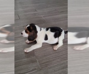 Beagle Puppy for sale in EL PASO, TX, USA