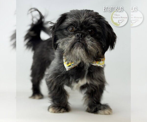 Medium Photo #2 Shiffon Puppy For Sale in Benton, LA, USA