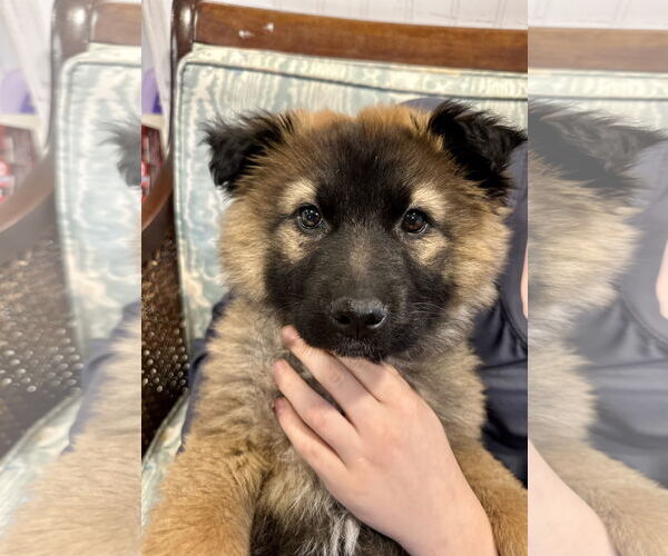 Medium Photo #7 German Shepherd Dog Puppy For Sale in Seattle, WA, USA