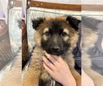 Small #6 German Shepherd Dog
